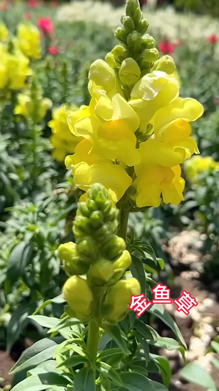 金鱼草花海种子