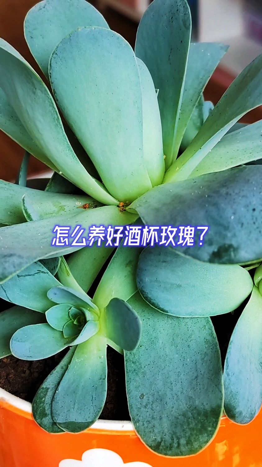 怎么养好酒杯玫瑰?方法如下