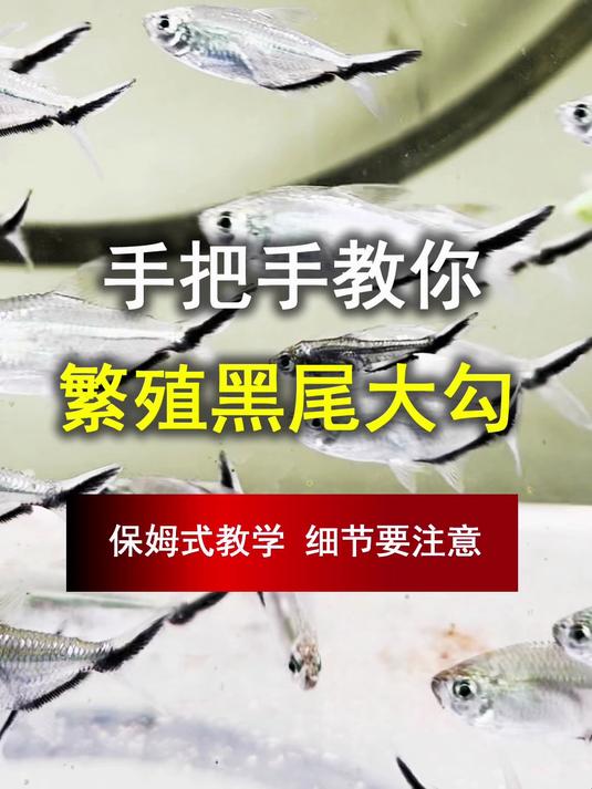 手把手教你,繁殖繁殖黑尾大勾保姆式教学,五个环节帮你繁殖成功