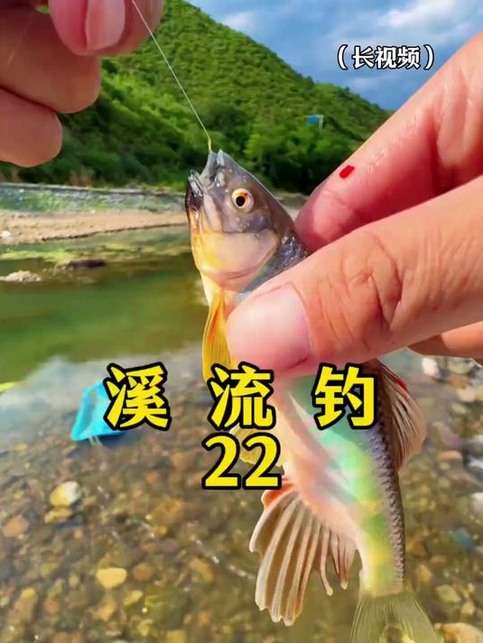 发色宽鳍鱲连杆 意难平的野三坡