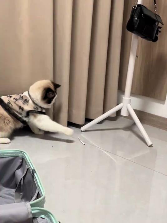 给我看懵了，这烟叼的挺熟练