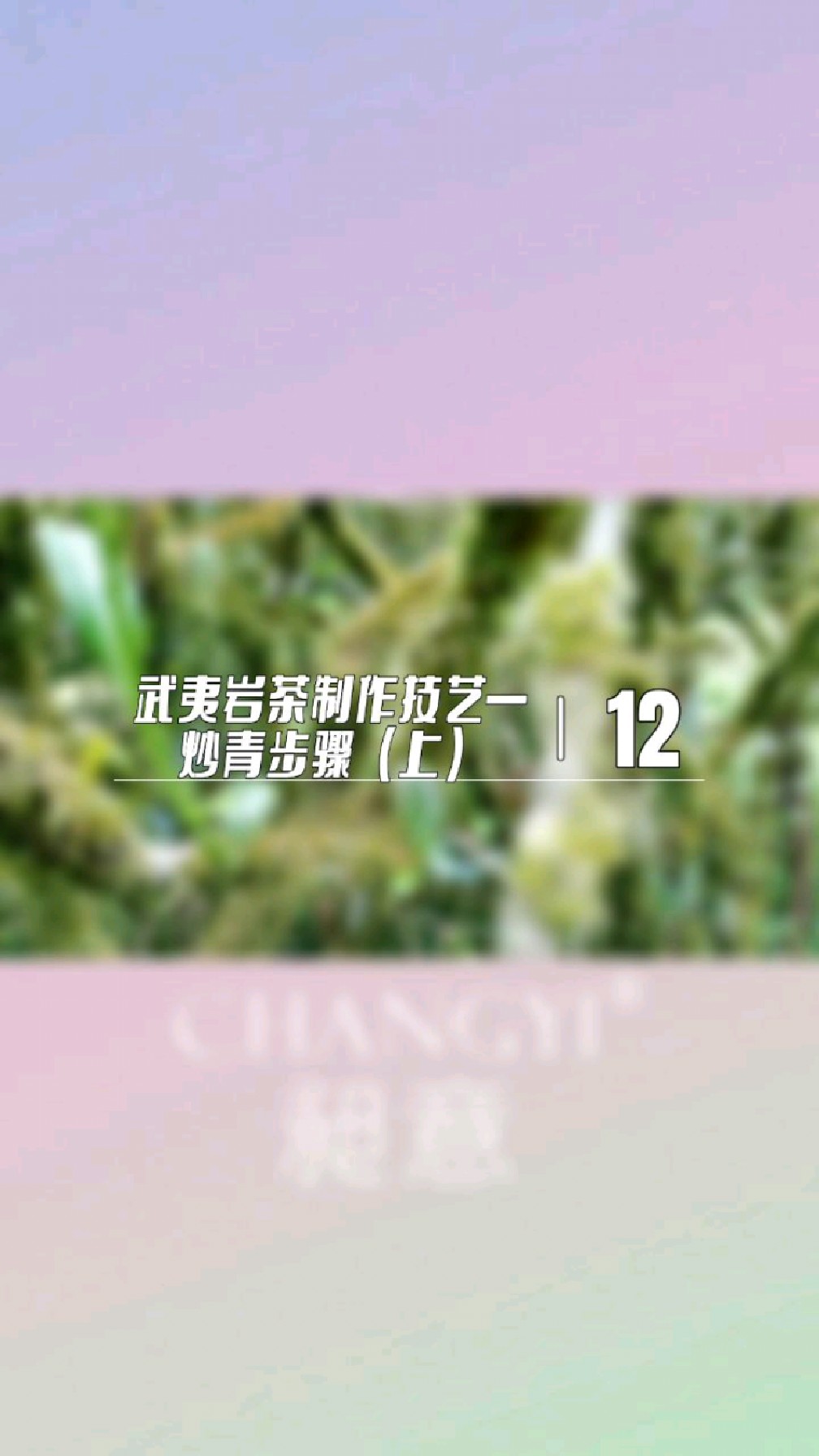 武夷岩茶制作技艺—炒青步骤(上)