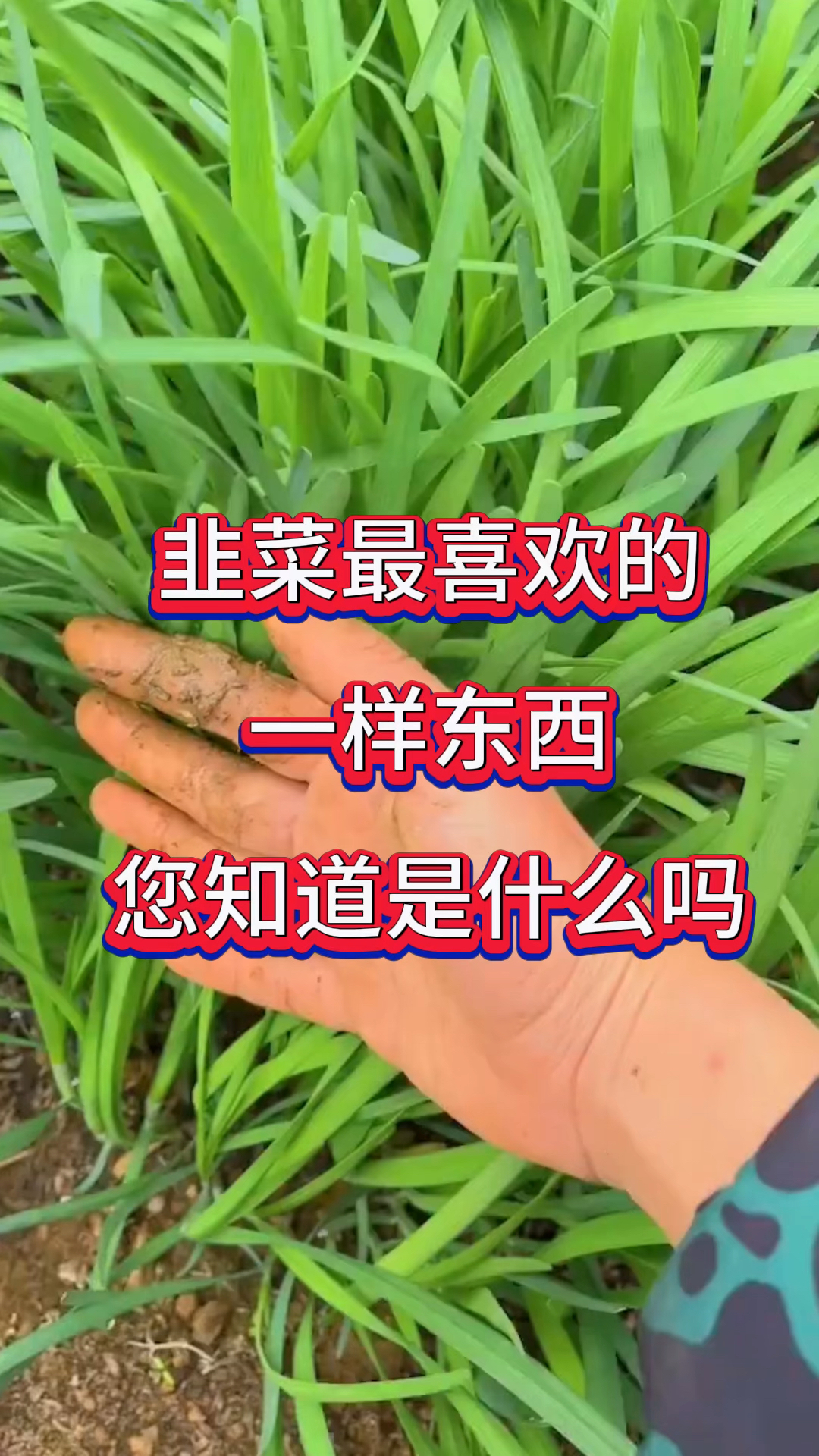韭菜茎秆粗壮