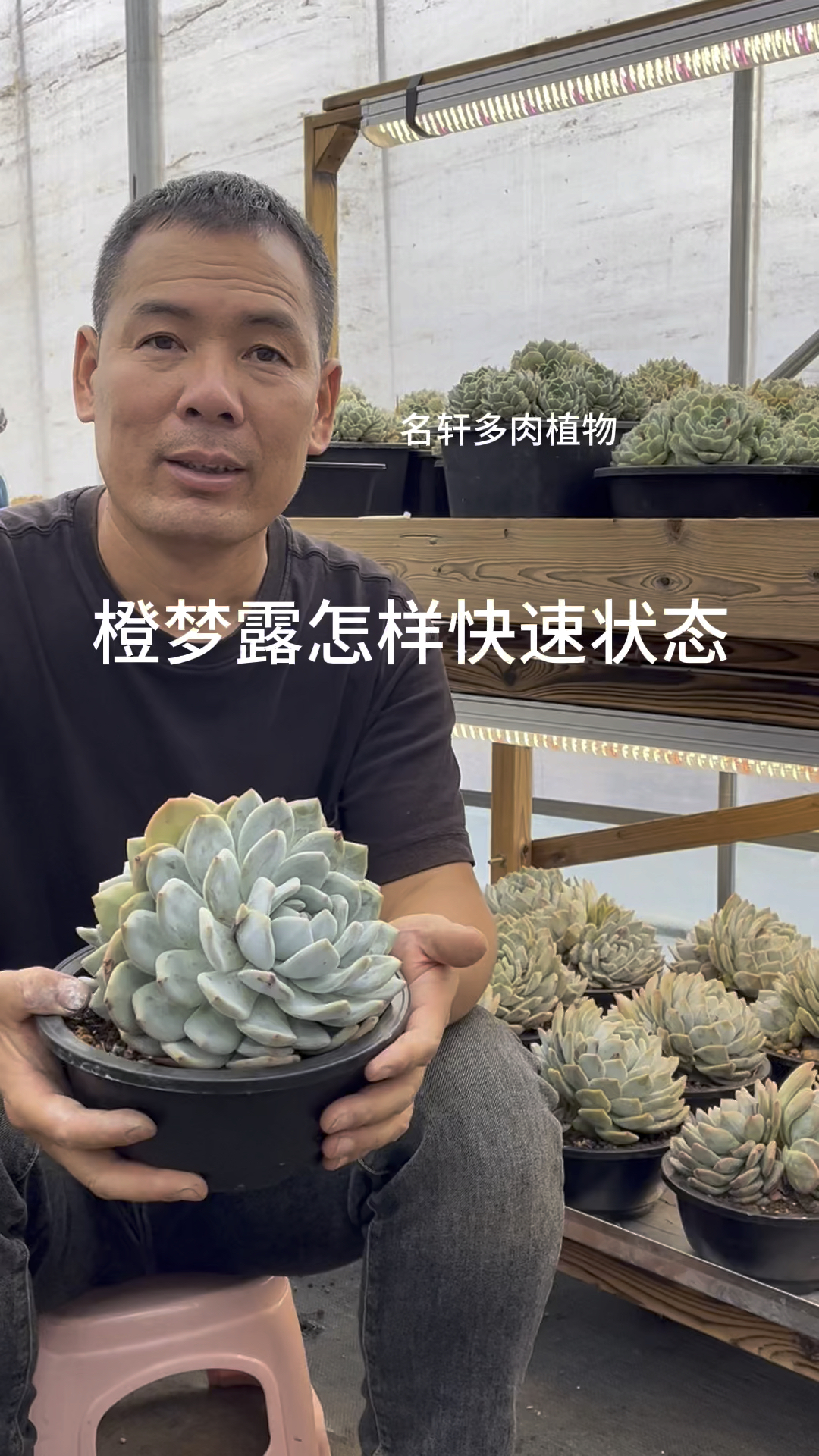 橙梦露怎样快速状态