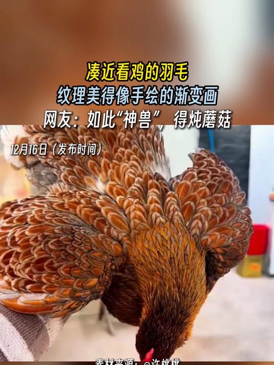 凑近看鸡的羽毛,纹理美得像手绘的渐变画