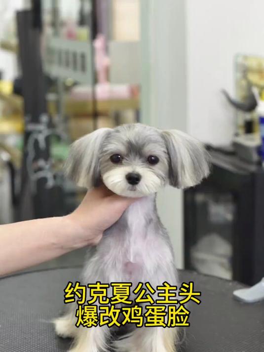 今天来个约克夏公主头爆改鸡蛋脸 一起来看看吧