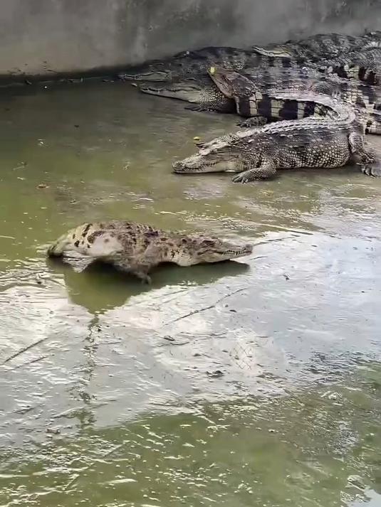 鳄鱼居然有这么多种类，长见识了#科普##鳄鱼#