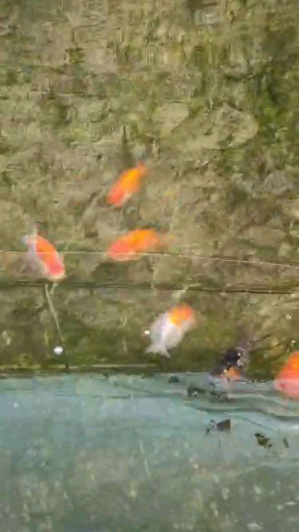 国寿种鱼明年的希望