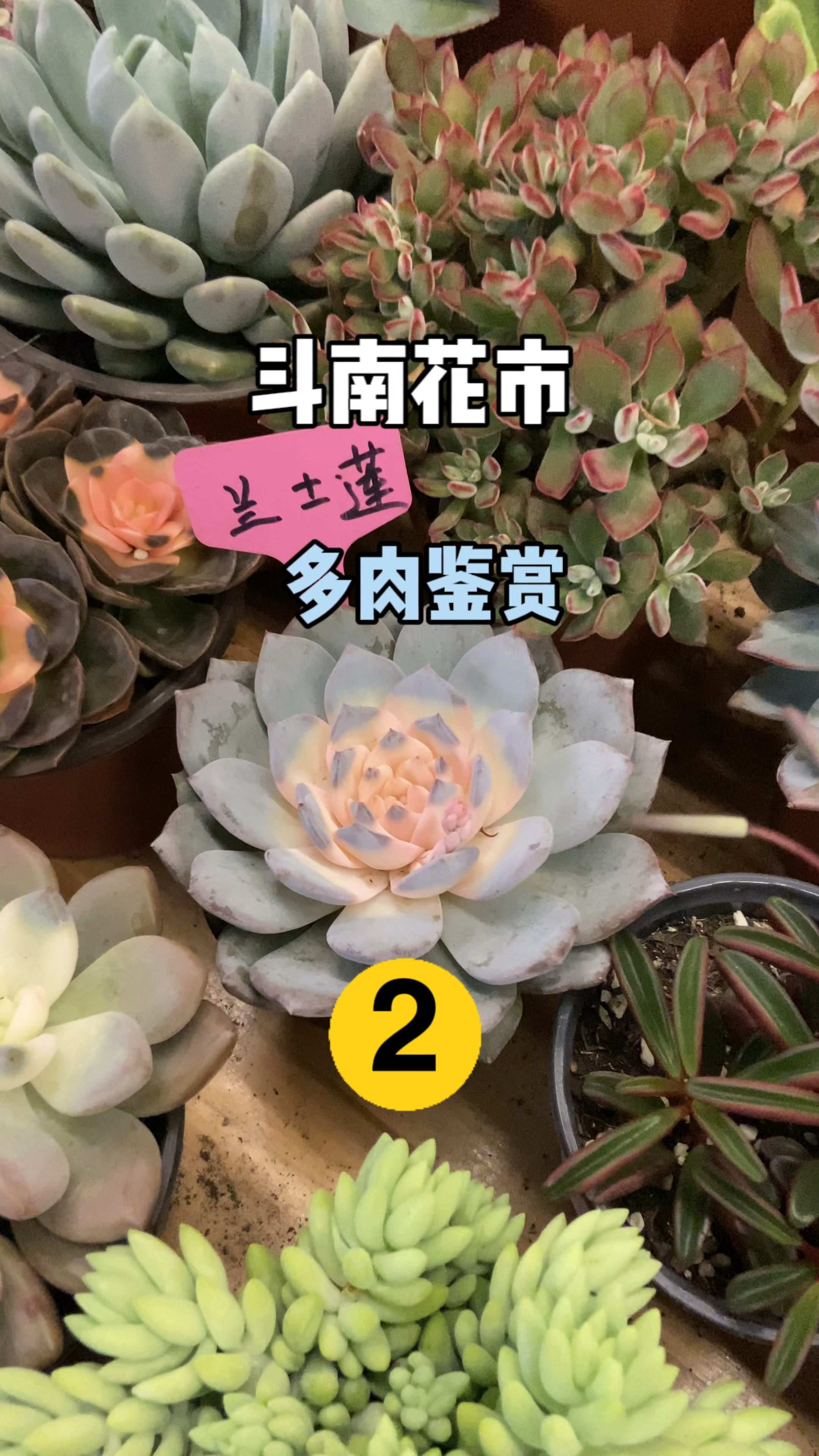 昆明斗南花市的多肉,药锦太多了