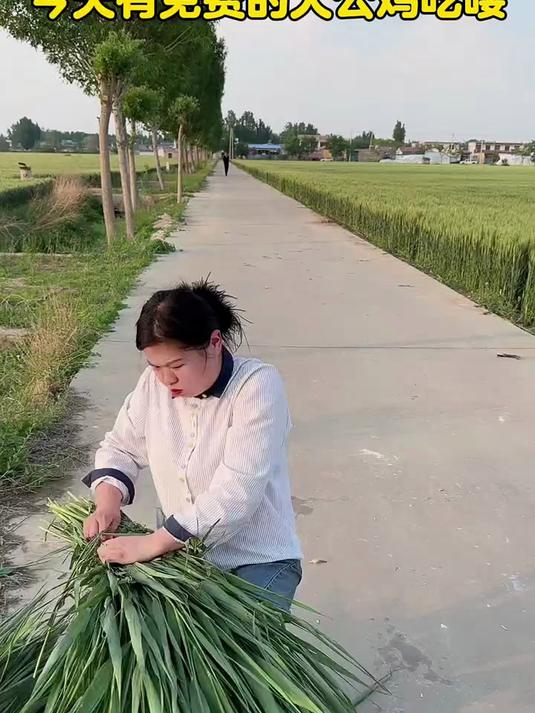今天有免费的大公鸡吃喽