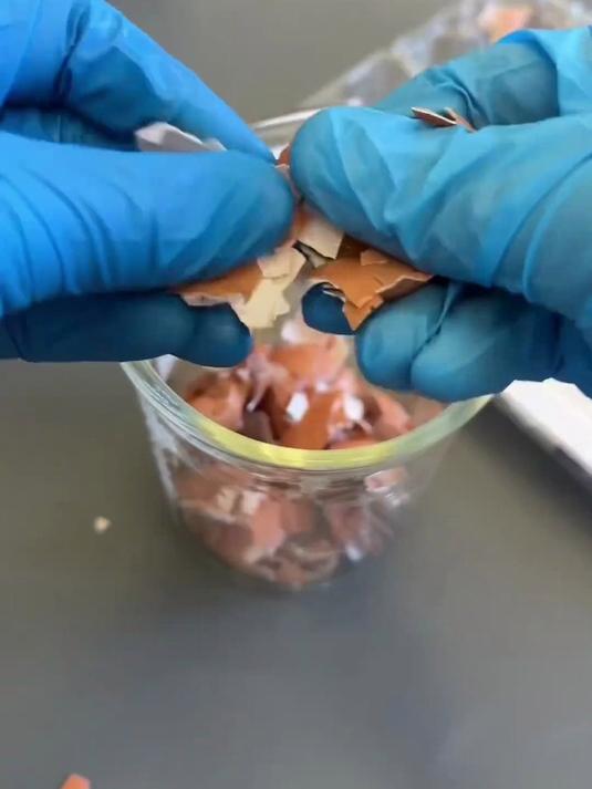化学实验,蛋壳燃料