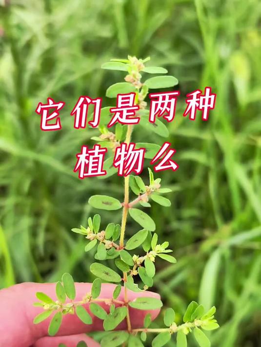 地锦草和鸡眼草的区别!