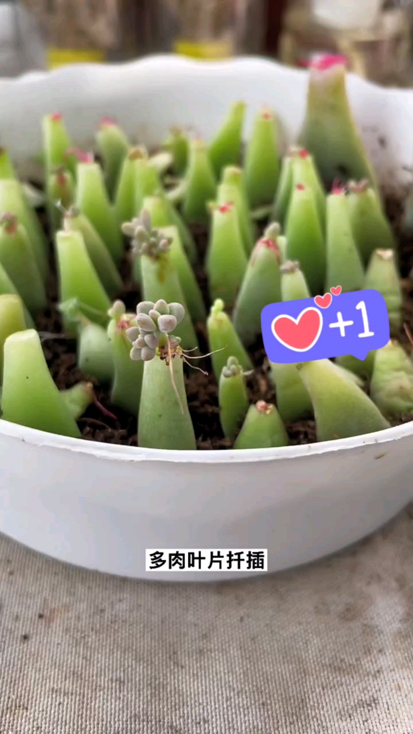 多肉植物叶片扦插,你做对了吗