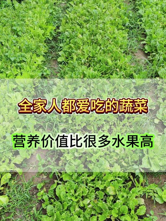 全家人都爱吃的蔬菜，营养价值比很多水果高。#蔬菜##蔬菜种植##板蓝根青菜#