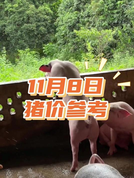 11月8日全国猪价多地上涨，短期猪价仍有上涨空间，适时出栏