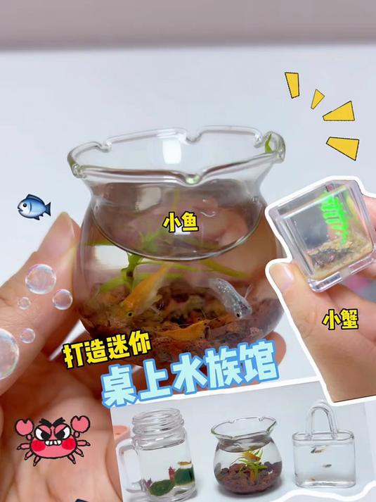 暑假没事 一起来养鱼吧！