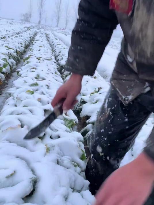 你见过被大雪覆盖的黄心娃娃菜