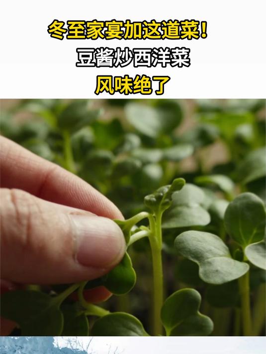冬至家宴加这道菜!豆酱炒西洋菜风味绝了