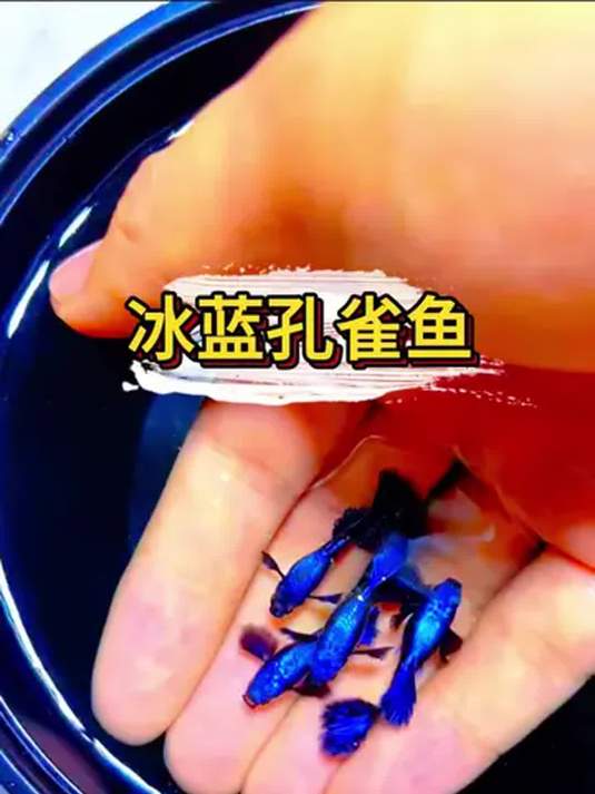 冰蓝孔雀鱼:比蓝宝石美,好养能繁殖,精品之选