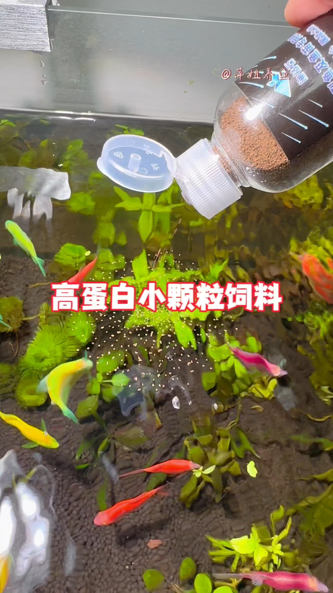 如果你喂得是小型鱼,想让鱼儿长得好发育快的话,喂点这高蛋白小颗粒饲料#水族