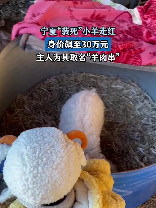 “装死”小羊走红,身价飙至30万元,主人为其取名“羊肉串”