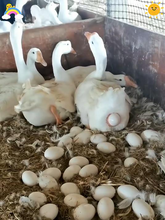 经常吃鹅蛋的人身体不会差