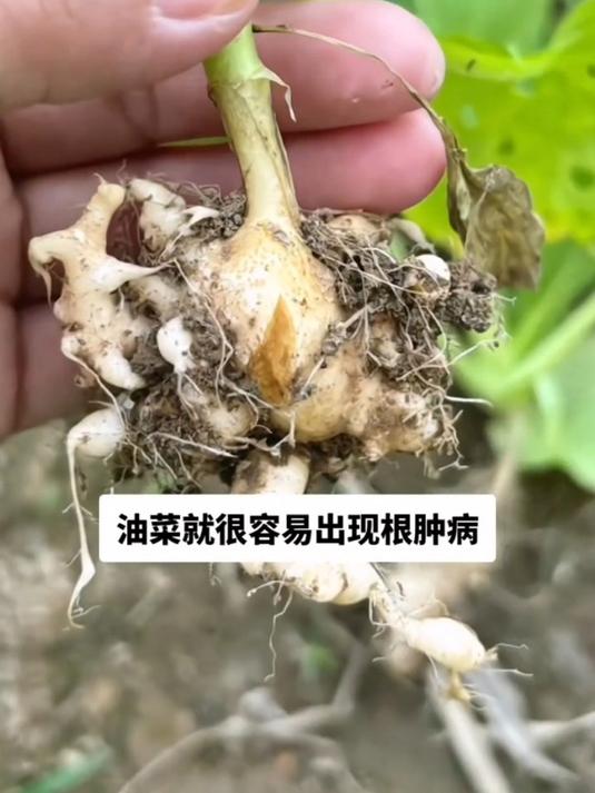 油菜病菌清,防治根肿病霜霉病,菌核病,炭疽病,白粉病等病害!