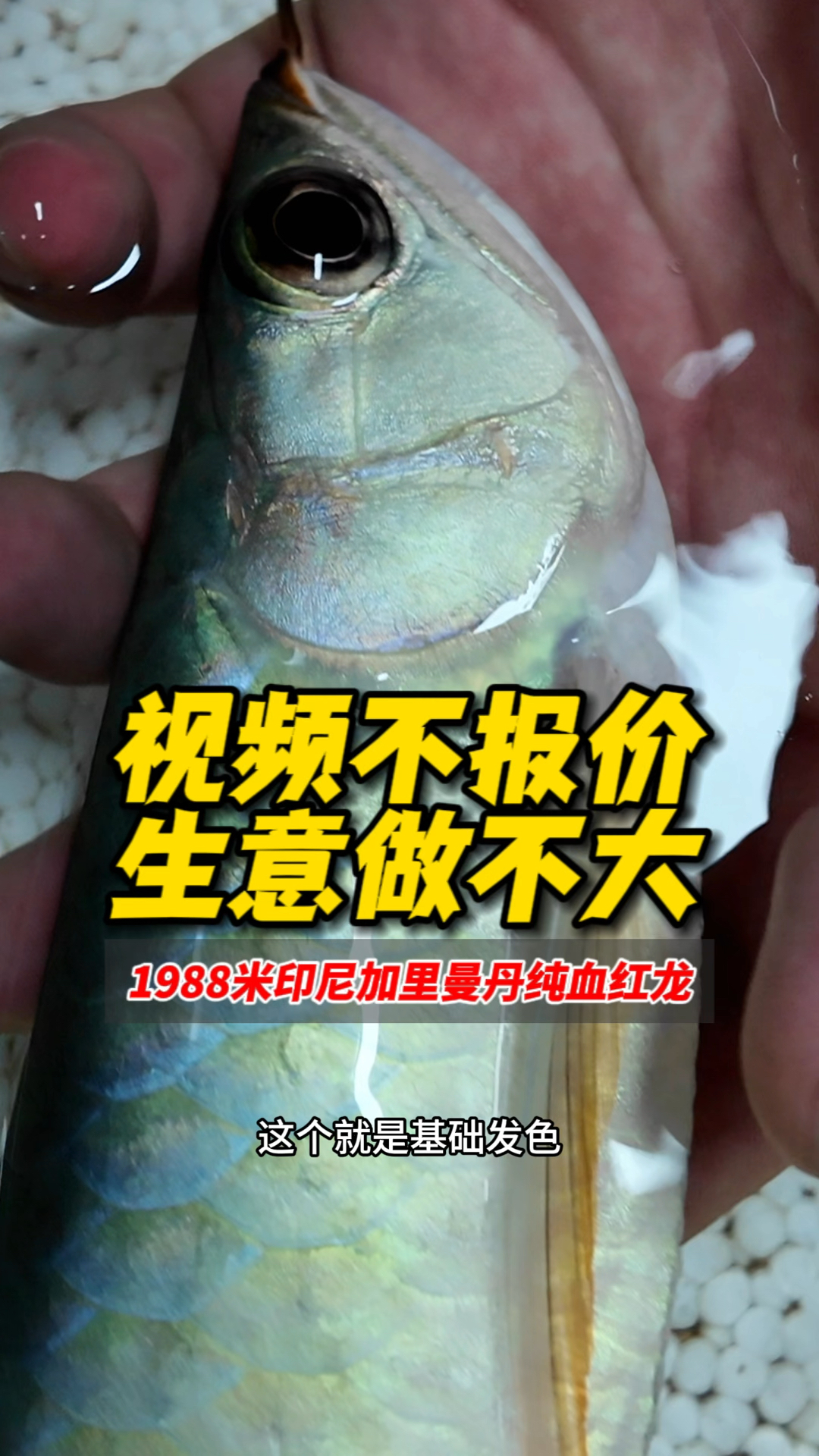 俗话说:视频不报价,生意做不大!今天推介一条印尼加里曼丹纯血红龙1988米