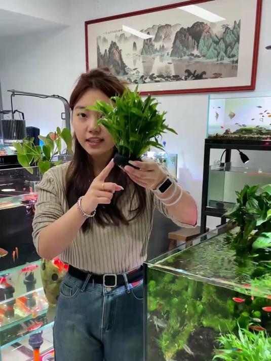 这个水草就很神奇了,只要把它往鱼缸里面一扔,就能打造一片竹林