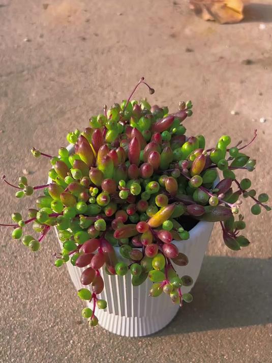 紫玄月这款很特别的多肉你见过吗?