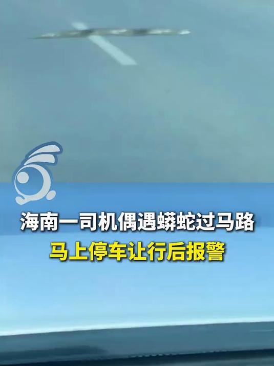 海南一司机偶遇蟒蛇过马路,马上停车让行后报警