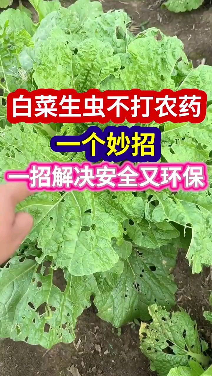 白菜生虫不打农药一个妙招一招解决安全又环保白菜种植