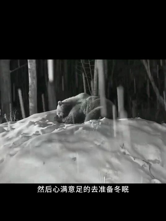 每年鲑鱼洄游产卵时,棕熊吃鱼都很铺张浪费!
