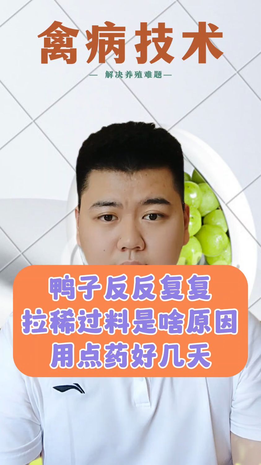 #鸭子拉稀不吃食怎么办小鸭子拉稀水怎么办小鸭子拉稀水怎么回事鸭子拉稀了怎么办 #养鸭