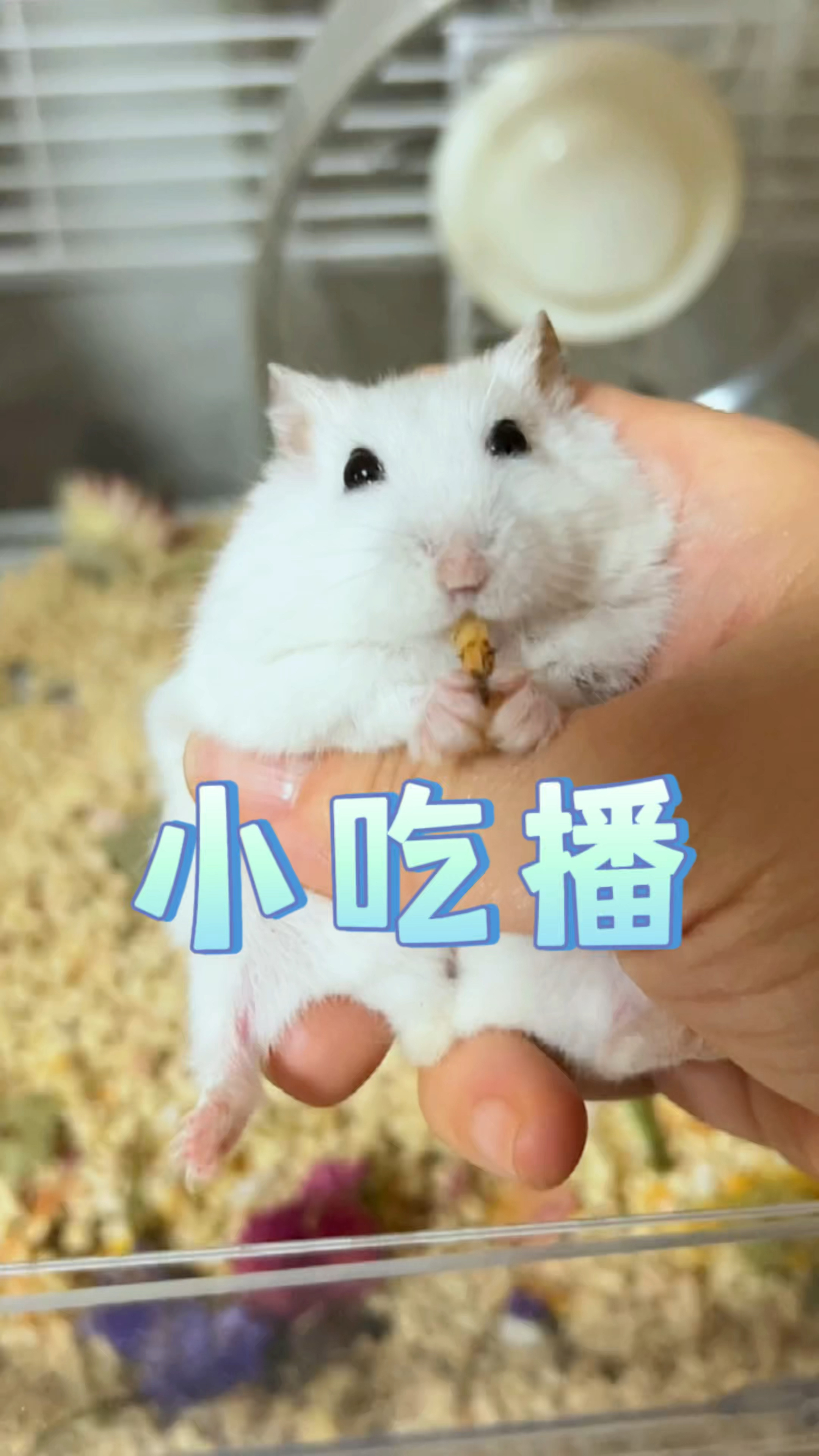 哪只崽崽吃相最好?