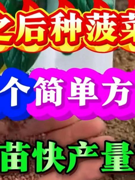 立秋之后种菠菜记住这个简单方法菠菜出苗快产量高