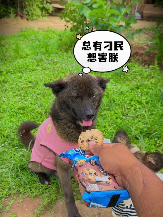 抢走小狗狗的趣多多曲奇