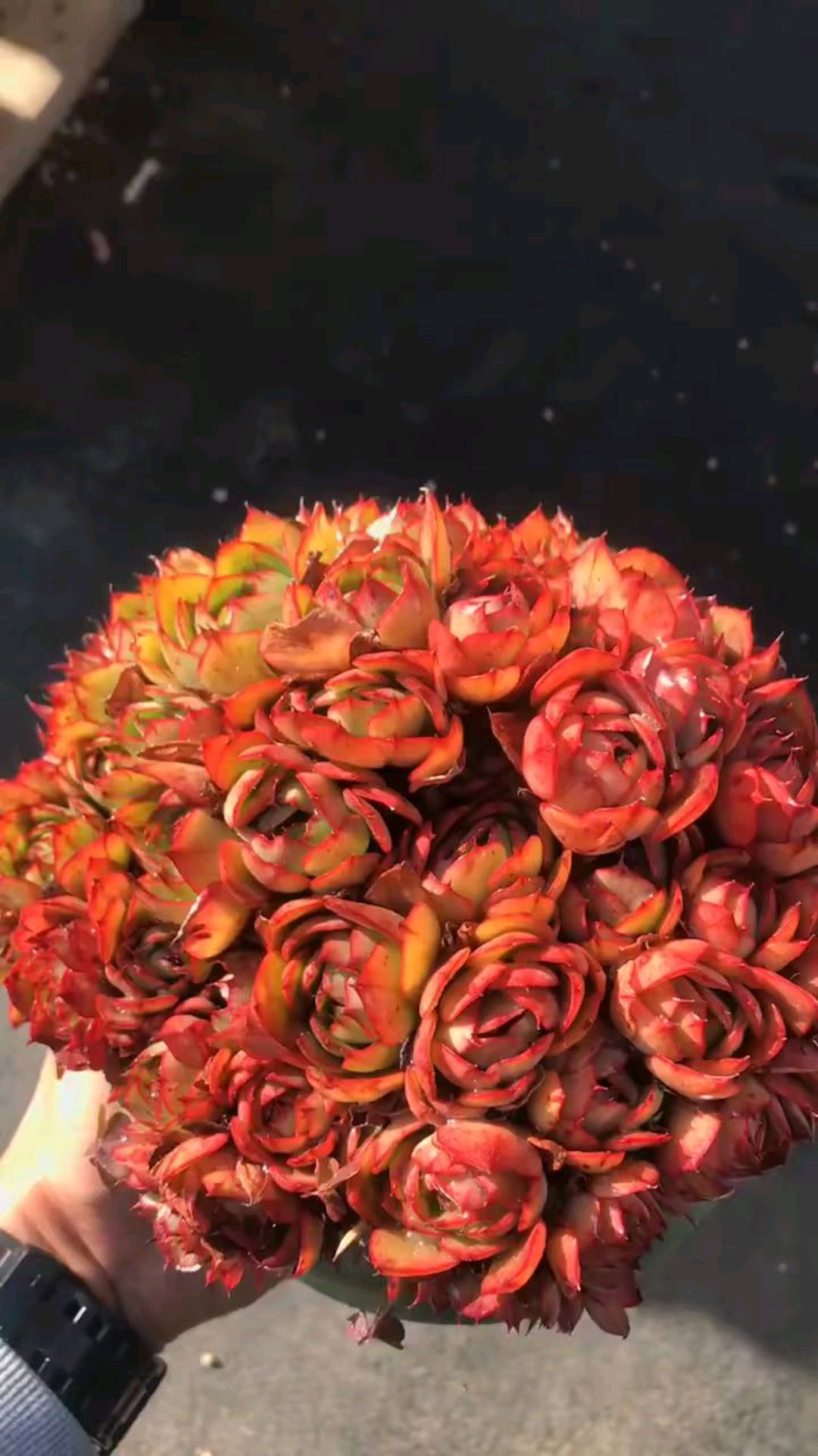 每一多都在含苞待放,极致粉嫩多肉央金