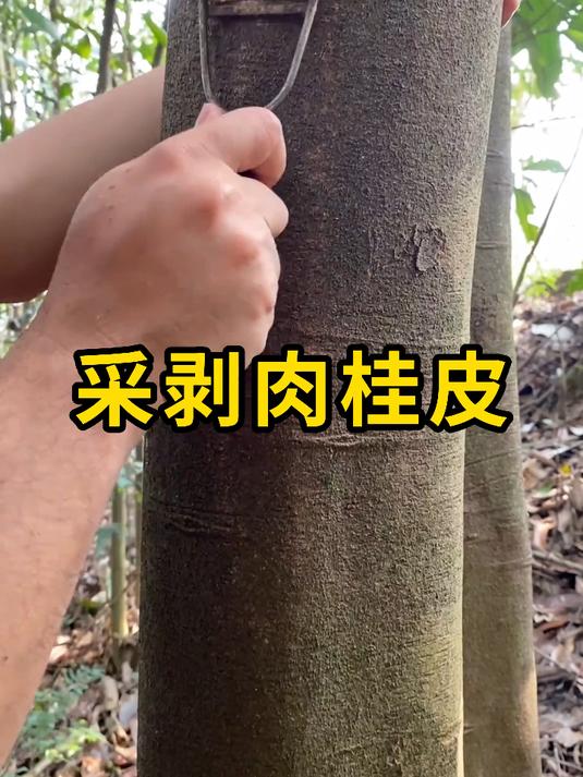采剥肉桂皮,会保留树桩,让其重新发芽!