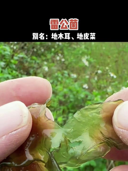雷公菌又名地皮菜、地木耳,在雷雨交加的天气才会生上的藻类