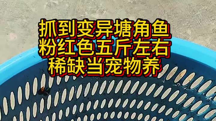 抓到一条变异塘角鱼粉红色
