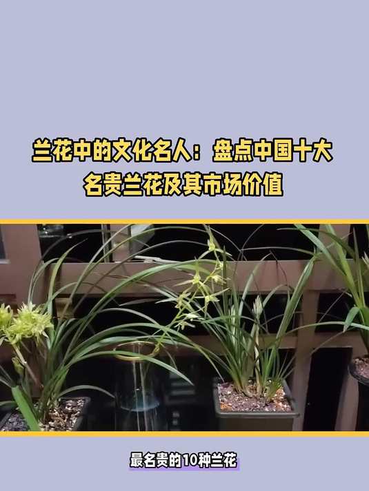 兰花中的文化名人:盘点中国十大名贵兰花及其市场价值
