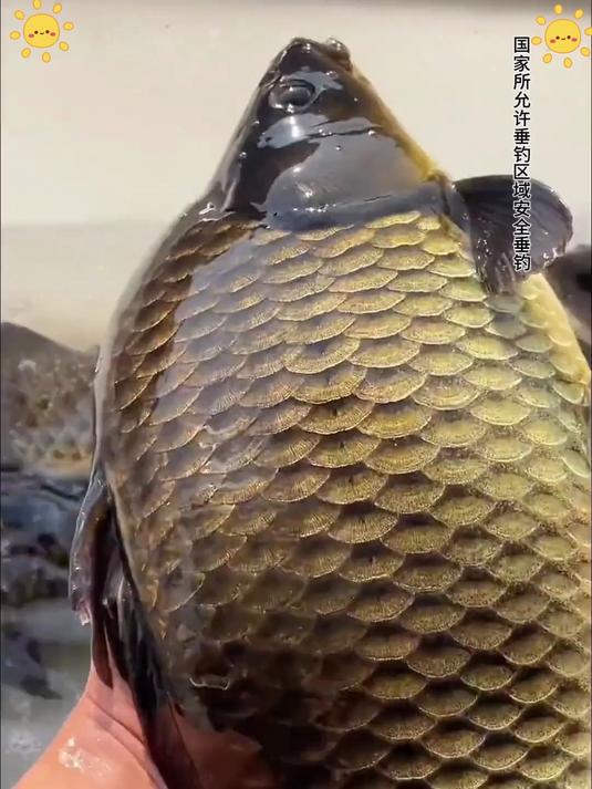 江西 “军鱼” 杀手!鲜丹鲜腥 + 溪虫,光唇鱼连竿爆护断主线