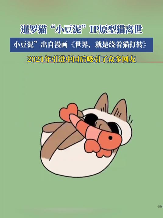 暹罗猫“小豆泥”IP原型猫离世