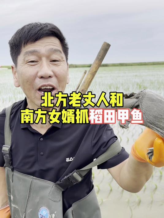 北方老丈人和南方女婿抓稻田甲鱼