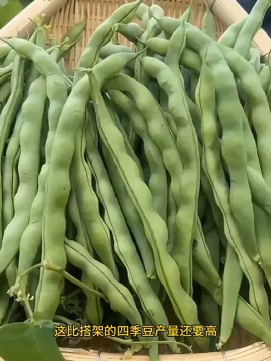 选啥蔬菜种子好?无架豆角种子了解下!实用推荐