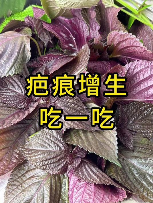 两种春菜多吃吃,疤痕越来越淡