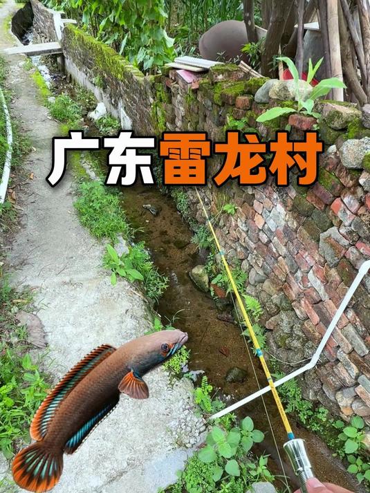广东农村里清澈见底的小水沟，全是彩虹雷龙