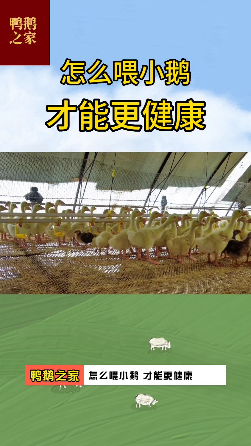 怎么喂养小鹅更健康?