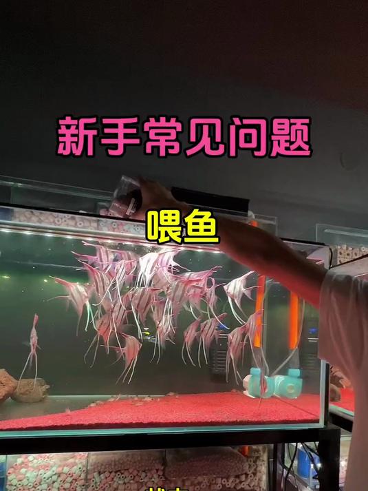 不是给鱼撑死了,就是喂多了水坏了。今天看看我是怎么喂鱼的